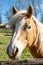 Portrait of a majestic horse in a farm.