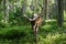 Portrait of majestic powerful adult deer the trees in a forest in Sumava