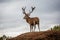 Portrait of majestic red deer stag in Autumn Fall