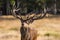 Portrait of majestic red deer stag with huge antler