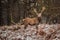 Portrait of majestic red deer stag in winter