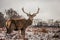 Portrait of majestic red deer stag in winter