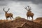 Portrait of majestic red deers stag in Autumn Fall