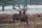 Portrait of majestic red deers stag in Autumn Fall.