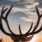 A portrait of a majestic stag, its antlers silhouetted against the setting sun1
