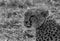 A Portrait of Malaika Cheetah, Masai Mara