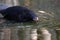 Portrait of a malayan tapir swimming in the water