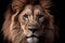 Portrait of a male African lion  on a black background. Realistic face, front view. African wildlife mammal feline.