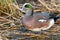 Portrait of Male American Wigeon