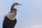 Portrait Of A Male Anhinga