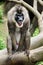 Portrait of male baboon