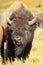 Portrait of a male bison, Yellowstone National Park, Wyoming