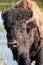 Portrait of a male bison, Yellowstone National Park, Wyoming