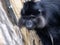 Portrait of a male Black Mangabey, Lophocebus aterrimus, with large bright cheeks