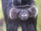 Portrait of a male Black Mangabey, Lophocebus aterrimus, with large bright cheeks