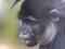 Portrait of a male Black Mangabey, Lophocebus aterrimus, with large bright cheeks