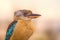 Portrait of male blue-winged kookaburra