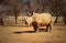 Portrait of a male bull white Rhino grazing in Etosha National park, Namibia.