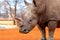 Portrait of a male bull white Rhino grazing in Etosha National park, Namibia.