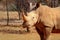 Portrait of a male bull white Rhino grazing in Etosha National park, Namibia.