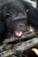 Portrait of a male chimpanzee. Republic of the Congo. Conkouati-Douli Reserve.