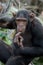 Portrait of a male chimpanzee. Republic of the Congo. Conkouati-Douli Reserve.