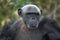 Portrait of a male chimpanzee. Republic of the Congo. Conkouati-Douli Reserve.