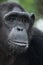 Portrait of a male chimpanzee. Republic of the Congo. Conkouati-Douli Reserve.