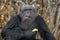 Portrait of a male chimpanzee. Republic of the Congo. Conkouati-Douli Reserve.