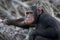 Portrait of a male chimpanzee. Republic of the Congo. Conkouati-Douli Reserve.