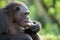 Portrait of a male chimpanzee. Republic of the Congo. Conkouati-Douli Reserve.