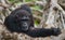 Portrait of a male chimpanzee. Republic of the Congo. Conkouati-Douli Reserve.