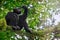 Portrait of a male chimpanzee sitting in a tree in Kibale Forest National Park in Uganda.