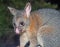 Portrait of a Male Common Brushtail Possum