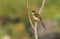 Portrait of a Male Common Tailor Bird Sitting on Branch