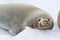 Portrait of male crabeater seals lying on the ice