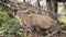 Portrait of a male deer at Parnitha mountain in Greece.