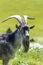Portrait of a male domestic goat - capra hircus