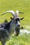 Portrait of a male domestic goat - capra hircus - making a wink