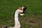 Portrait of male domesticated chinese geese on the green meadow