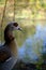 Portrait of a male Egyptian goose. Water in the background