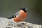 A portrait of a male Eurasian Bullfinch (Pyrrhula pyrrhula).