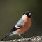 A portrait of a male Eurasian Bullfinch (Pyrrhula pyrrhula).