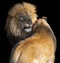 Portrait of an male and female African lions showing affection