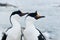 Portrait of male and female Antarctic blue-eyed cormorant.