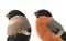 Portrait male and female bullfinch