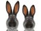 Portrait male and female rabbits distorted by a wide-angle close-up