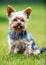 Portrait of male or female Yorkshire Terrier dog