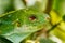 Portrait of male Fiji banded iguana Brachylophus fasciatus on