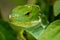 Portrait of male Fiji banded iguana Brachylophus fasciatus on